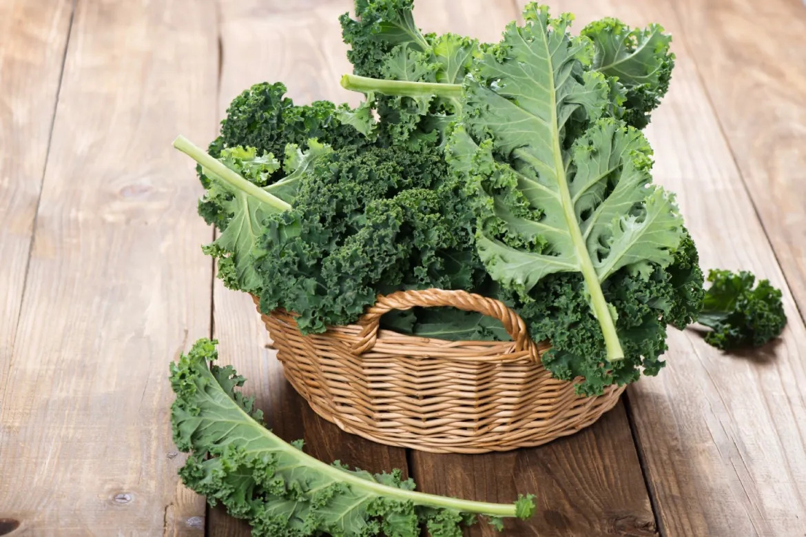 Rau cải xoăn giàu omega 3, chất chống oxy hóa giúp phòng ngừa bệnh xương khớp, tim mạch... Rau cải xoăn giàu omega 3, chất chống oxy hóa giúp phòng ngừa bệnh xương khớp, tim mạch...